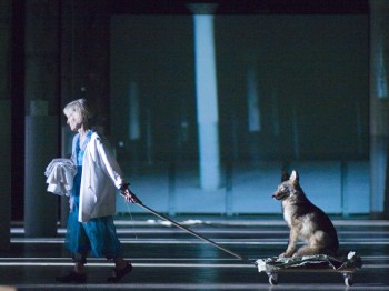 A woman pulls a dog on a wheeled trolley.