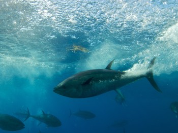 The Atlantic Bluefin Tuna on an annual migration to reproduce, Mediterranean Sea. Photo: Courtesy of Keith Ellenbogen.