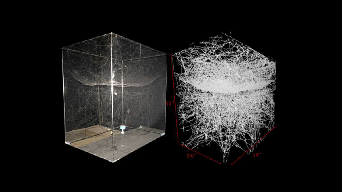 Visual comparison of the original spider and computer model web.